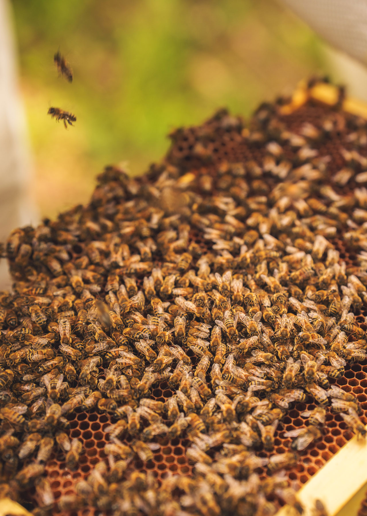 Best restaurant in Radlett