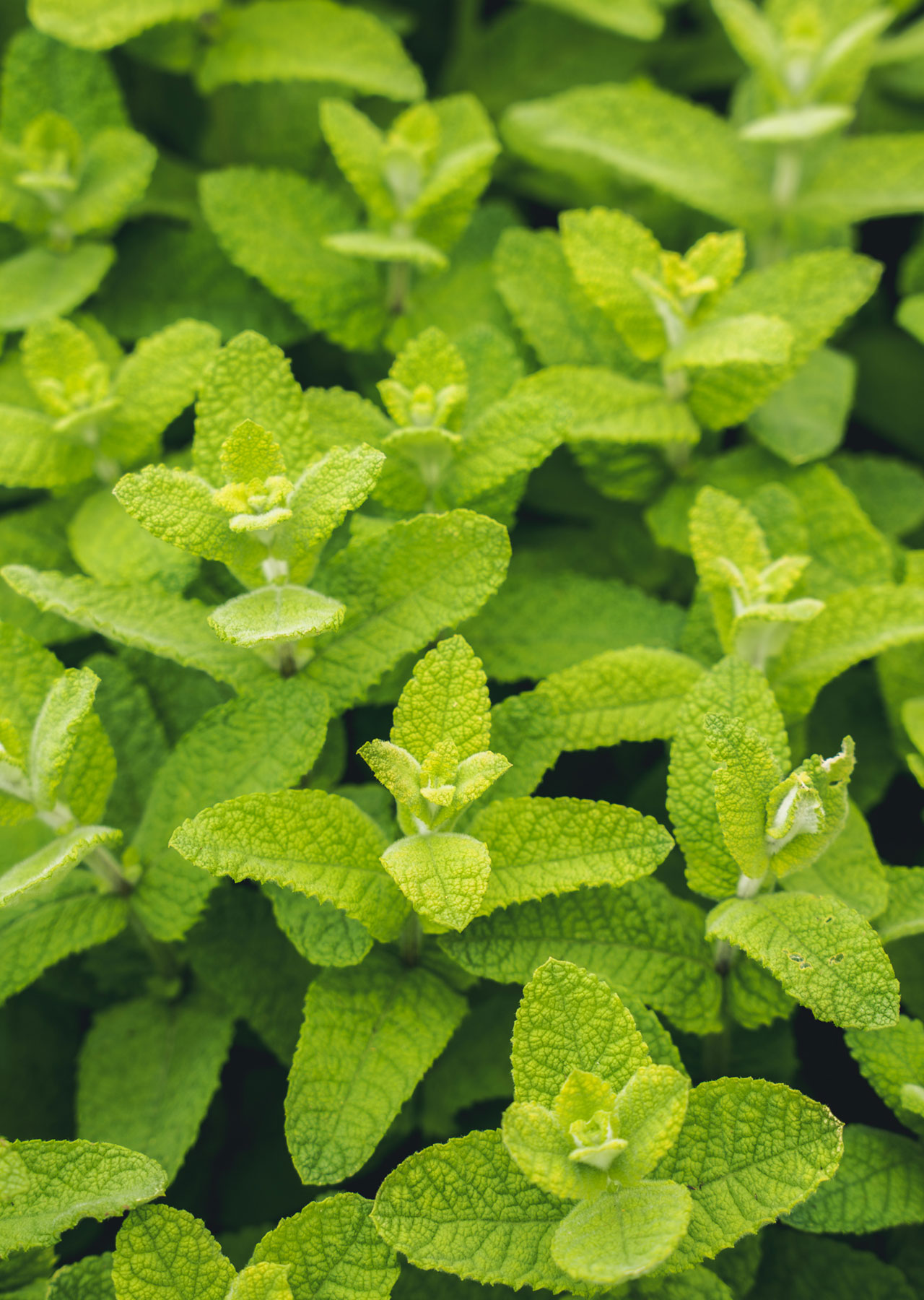 WILD restaurant in Radlett, Hertfordshire