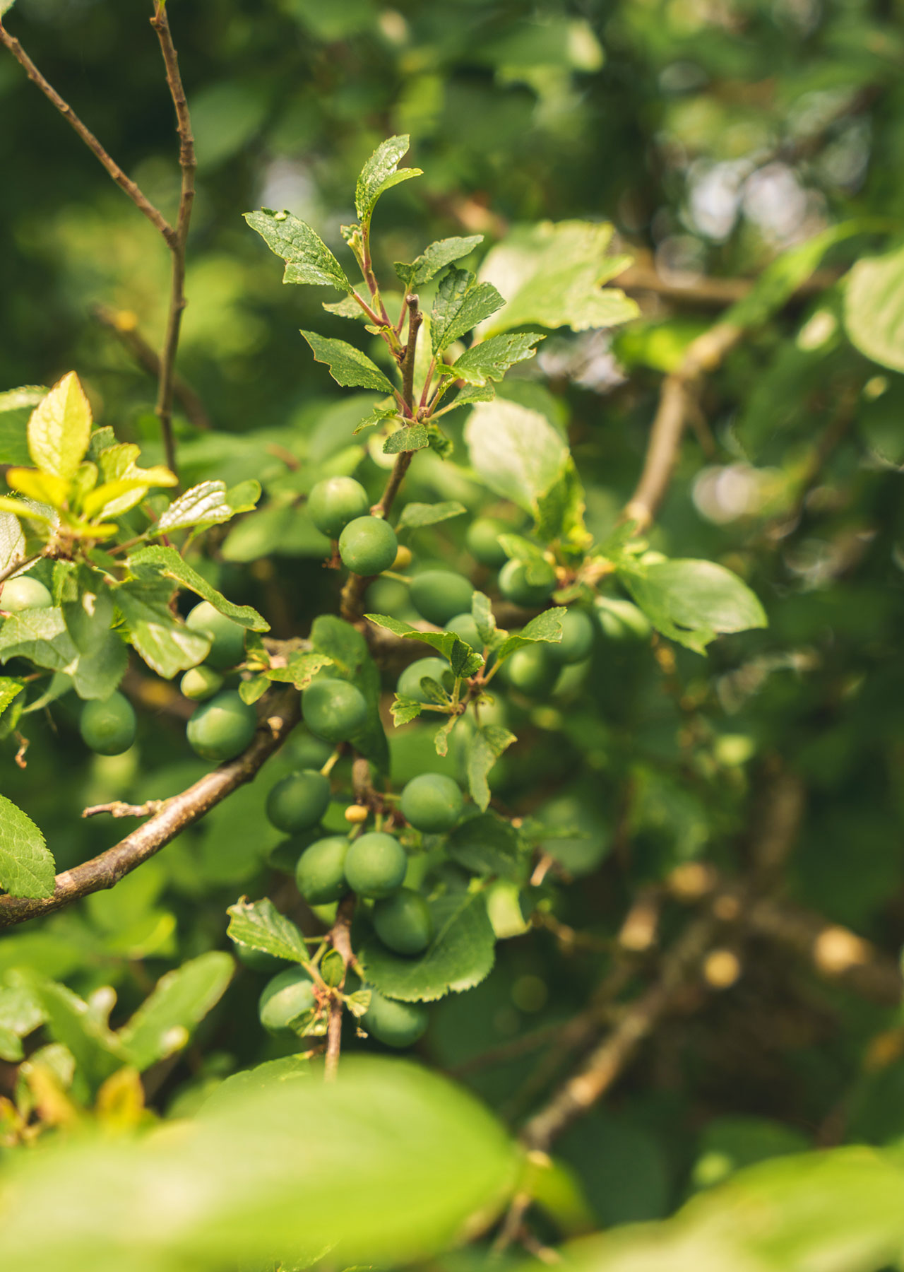 WILD restaurant in Radlett, Hertfordshire