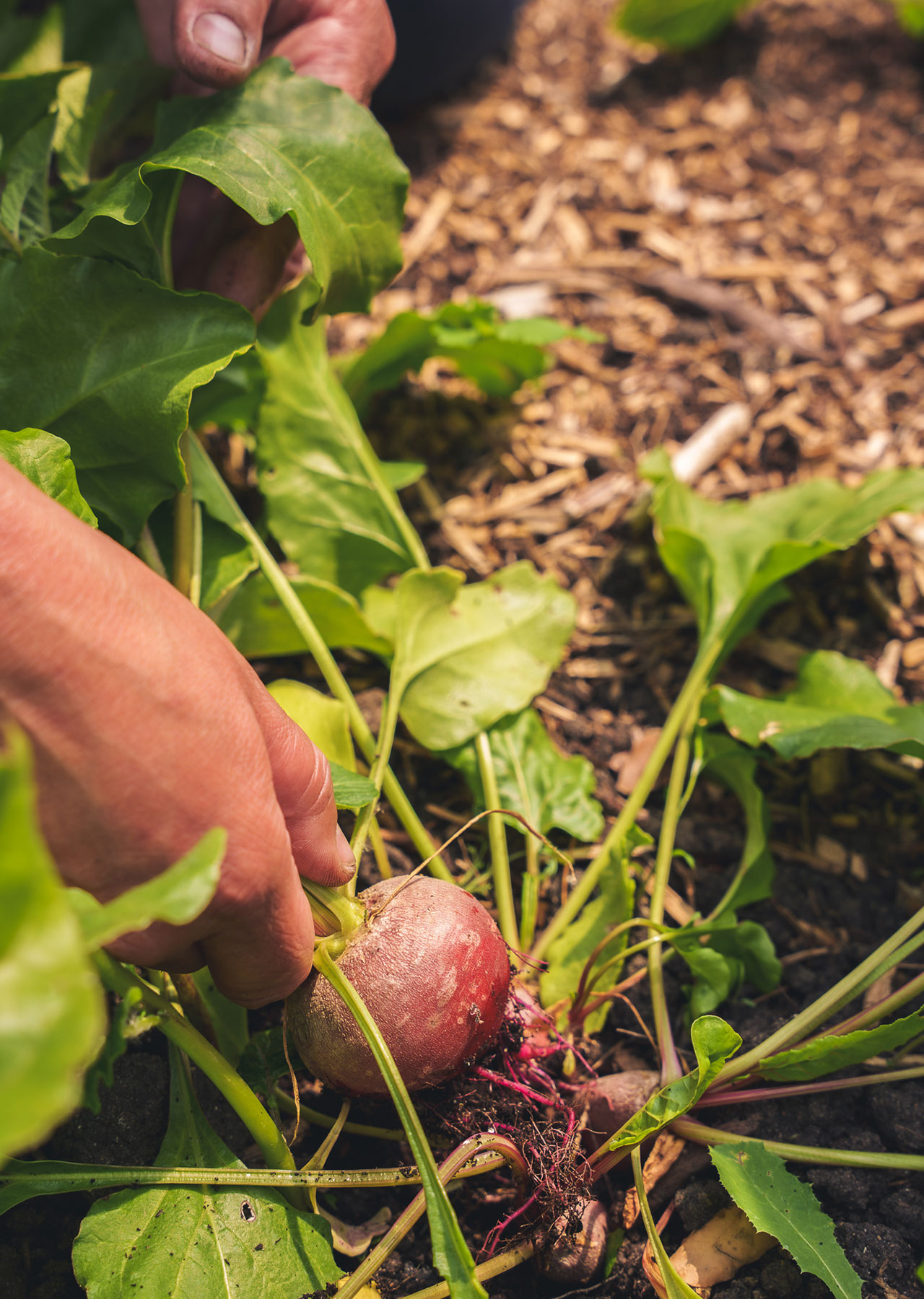 WILD restaurant in Radlett, Hertfordshire