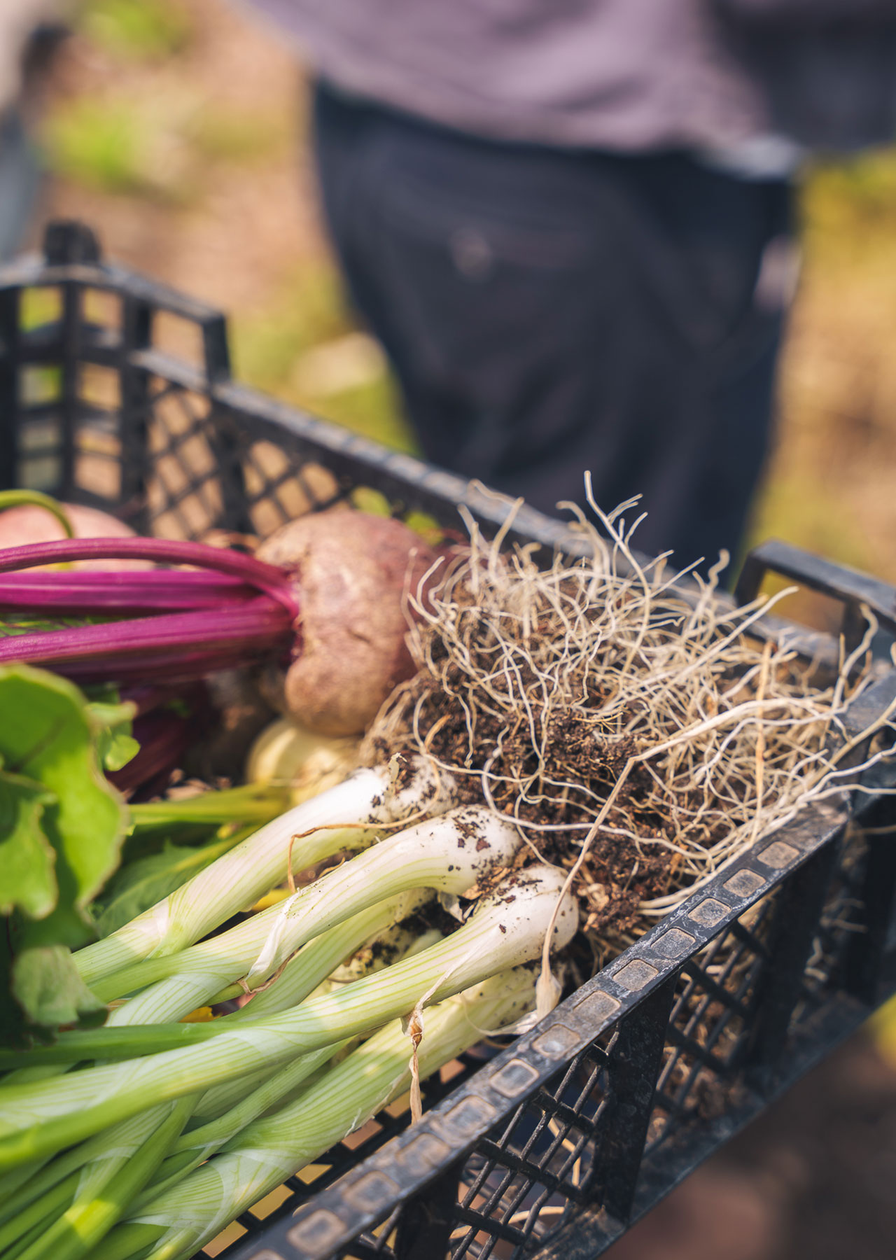 WILD restaurant in Radlett, Hertfordshire