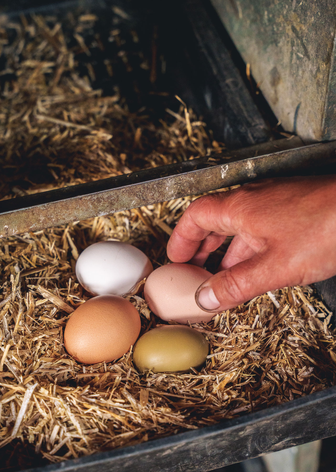 WILD restaurant in Radlett, Hertfordshire